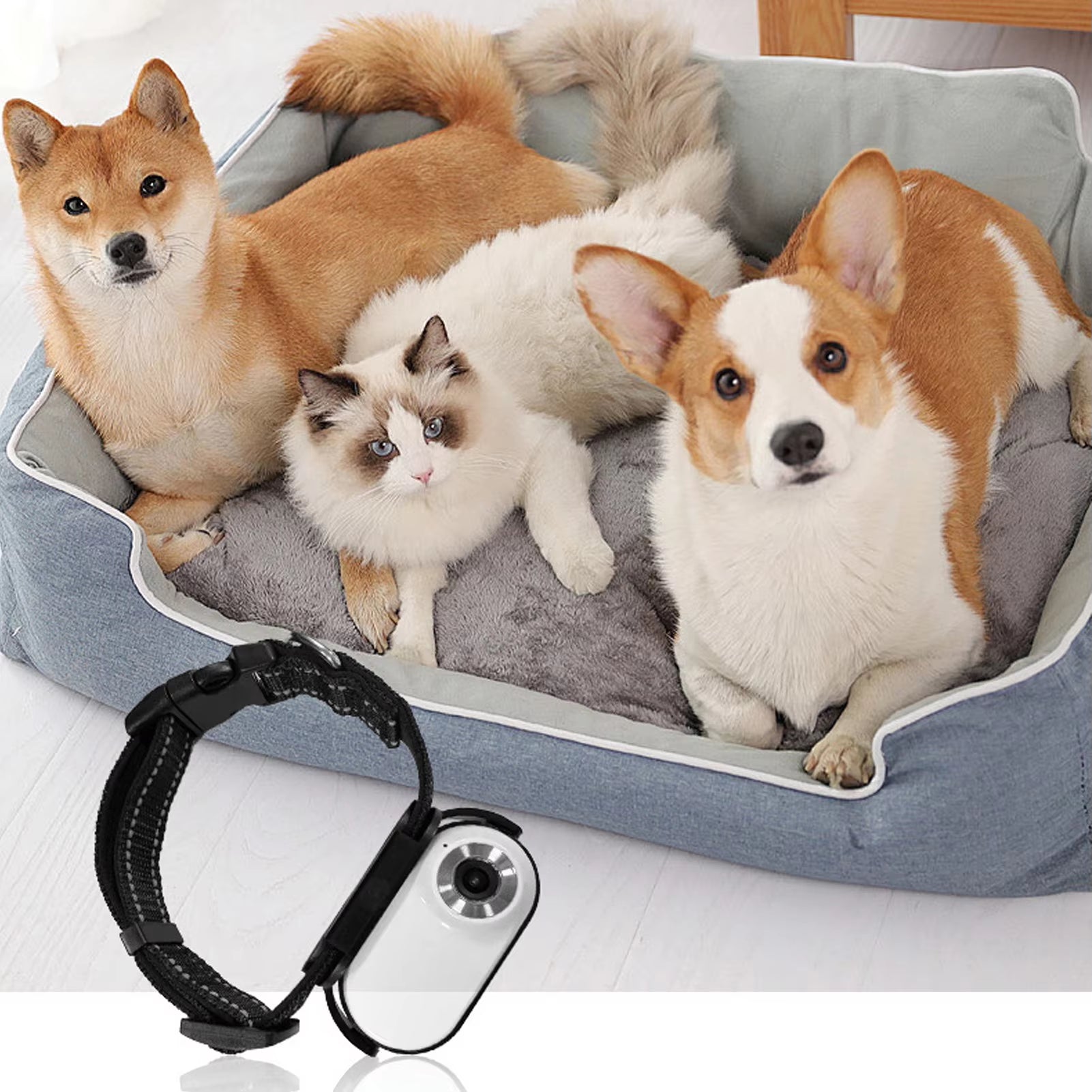 Pet Collar Camera 120 Deg Lens OTG Connection Video Recording Adjustable Magnetic Cat Sport Camera for Outdoor Dog Collar Camera